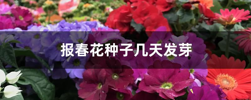 报春花种子几天发芽 报春花种子几天发芽