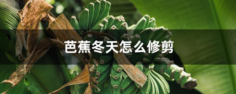 芭蕉冬天怎么修剪 芭蕉冬天怎么修剪