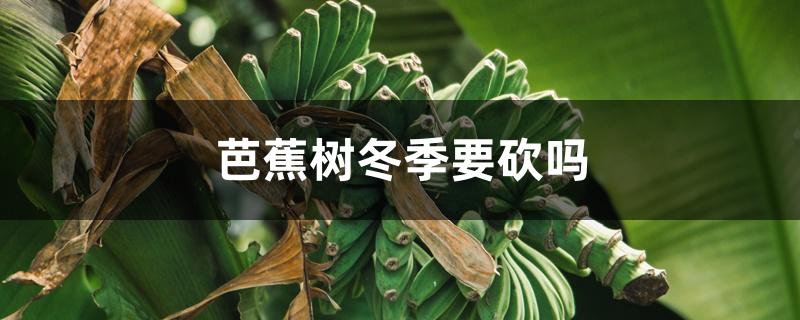 芭蕉树冬季要砍吗 芭蕉树冬季要砍吗