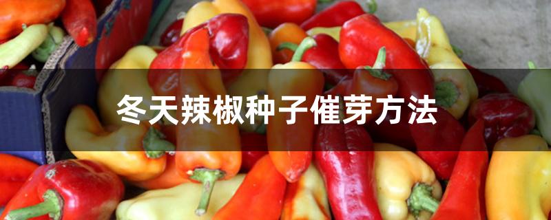 冬天辣椒种子催芽方法 冬天辣椒种子催芽方法
