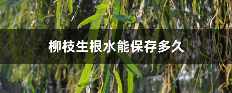 柳枝生根水能保存多久 柳枝生根水能保存多久