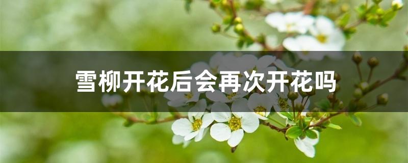 雪柳开花后会再次开花吗 雪柳开花后会再次开花吗