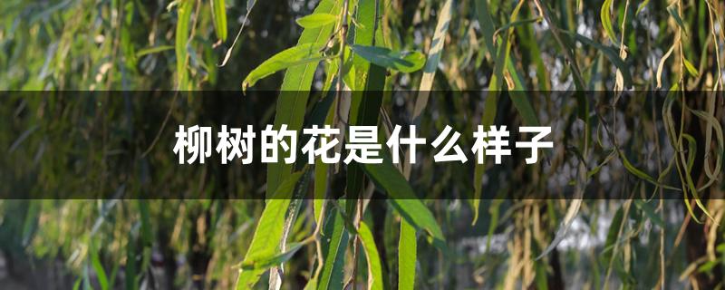 柳树的花是什么样子 柳树的花是什么样子