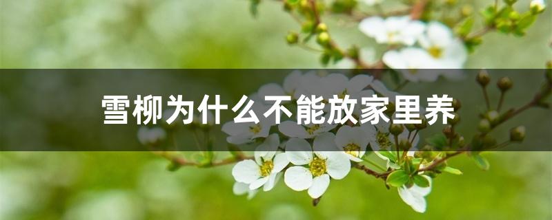 雪柳为什么不能放家里养 雪柳为什么不能放家里养