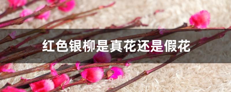 红色银柳是真花还是假花 红色银柳是真花还是假花