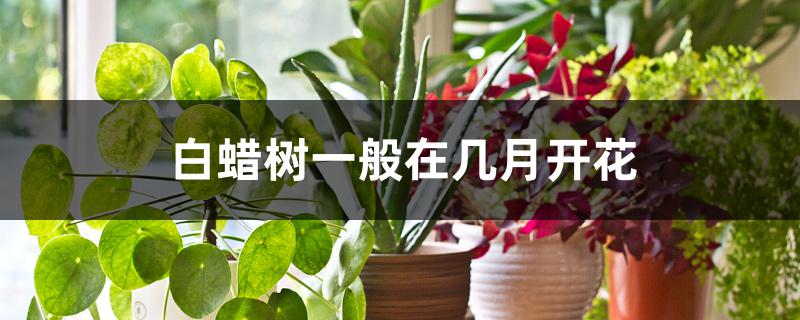 白蜡树一般在几月开花 白蜡树一般在几月开花