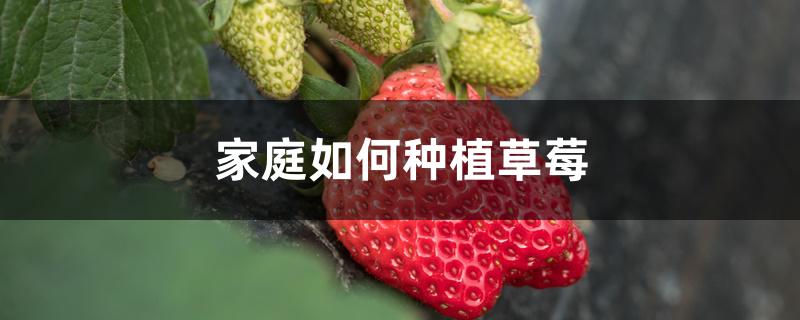 家庭如何种植草莓 家庭如何种植草莓