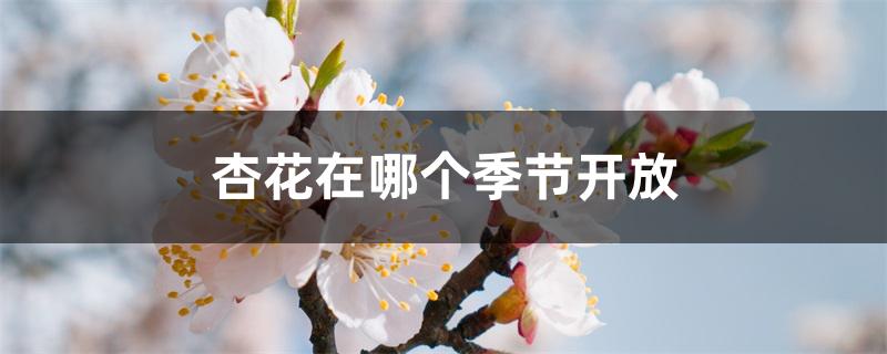 杏花在哪个季节开放 杏花在哪个季节开放