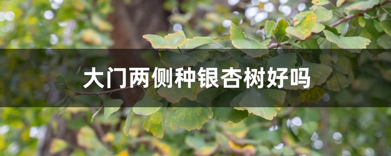 大门两侧种银杏树好吗 大门两侧种银杏树好吗