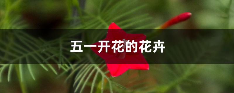 五一开花的花卉 五一开花的花卉