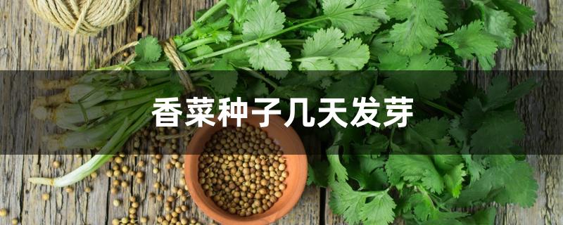 香菜种子几天发芽 香菜种子几天发芽