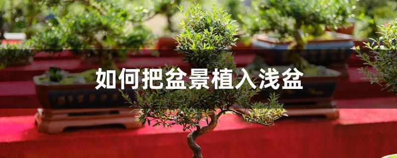如何把盆景植入浅盆 如何把盆景植入浅盆
