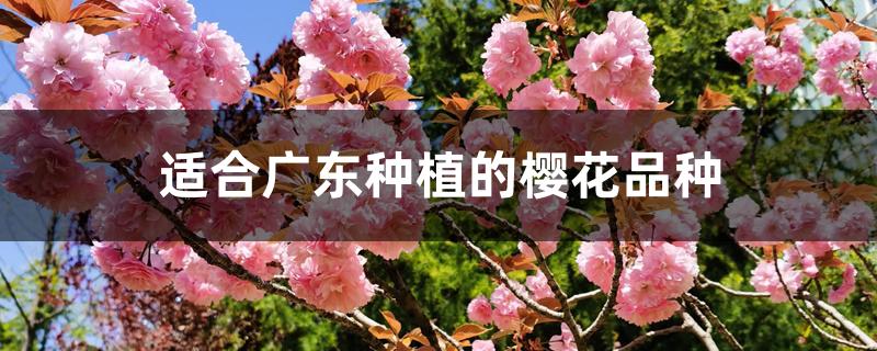 适合广东种植的樱花品种 适合广东种植的樱花品种