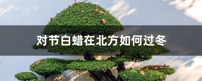 对节白蜡在北方如何过冬 对节白蜡在北方如何过冬