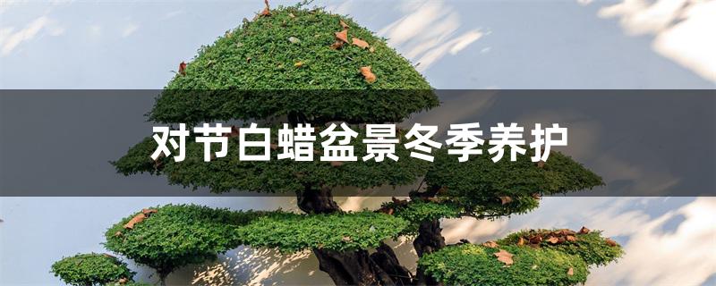 对节白蜡盆景冬季养护
