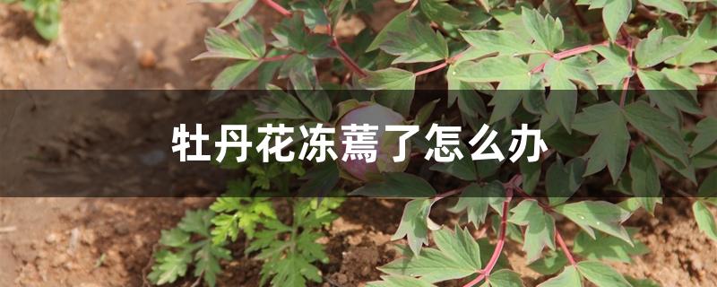 牡丹花冻蔫了怎么办 牡丹花冻蔫了怎么办