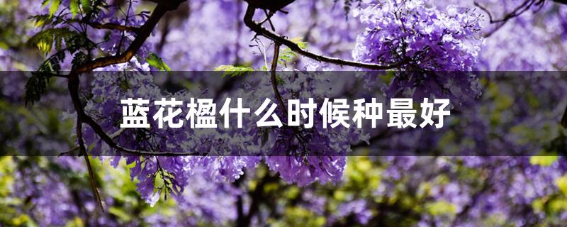 蓝花楹什么时候种最好 蓝花楹什么时候种最好