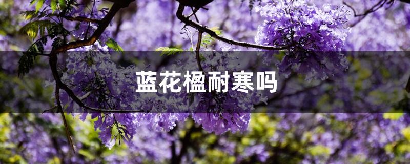 蓝花楹耐寒吗 蓝花楹耐寒吗