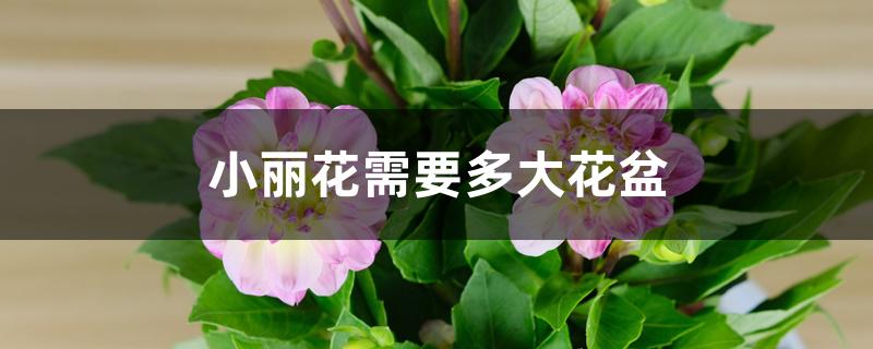 小丽花需要多大花盆 小丽花需要多大花盆