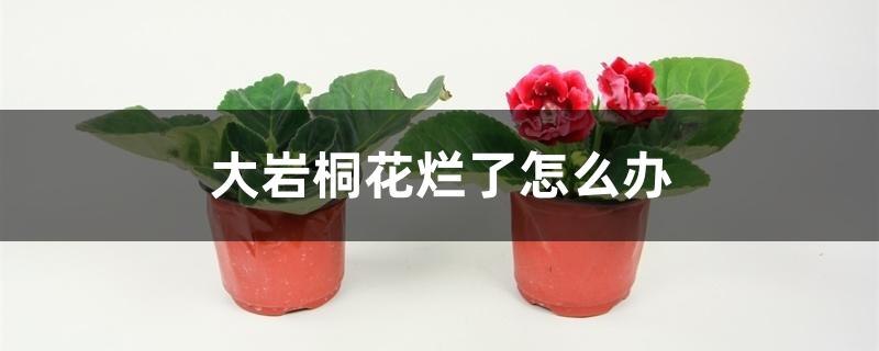 大岩桐花烂了怎么办 大岩桐花烂了怎么办