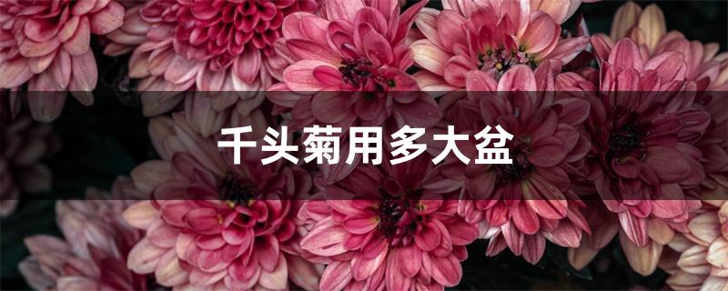 千头菊用多大盆 千头菊用多大盆