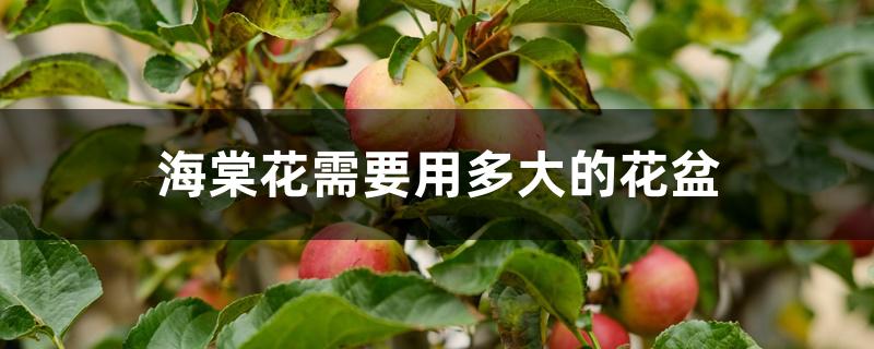 海棠花需要用多大的花盆 海棠花需要用多大的花盆