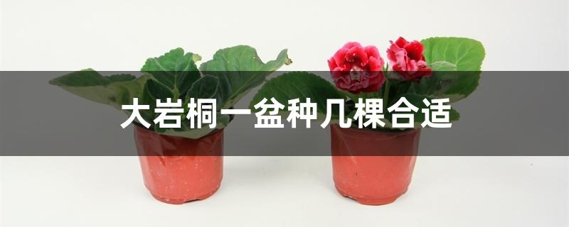 大岩桐一盆种几棵合适 大岩桐一盆种几棵合适