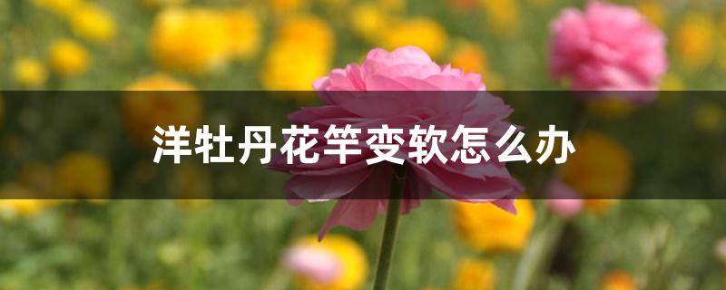 洋牡丹花竿变软怎么办 洋牡丹花竿变软怎么办