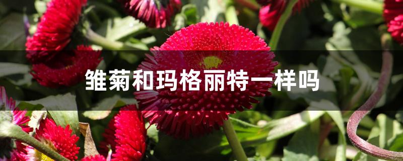 雏菊和玛格丽特一样吗 雏菊和玛格丽特一样吗