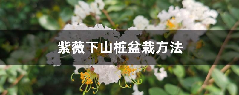 紫薇下山桩盆栽方法 紫薇下山桩盆栽方法