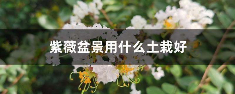 紫薇盆景用什么土栽好 紫薇盆景用什么土栽好