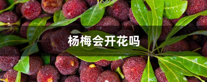 杨梅会开花吗 杨梅会开花吗