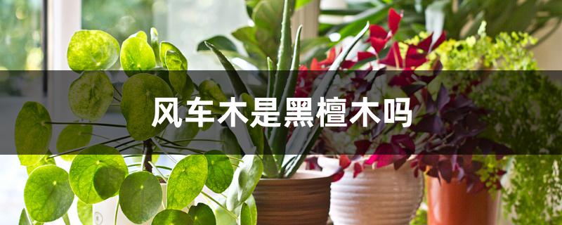 风车木是黑檀木吗 风车木是黑檀木吗