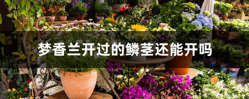 梦香兰开过的鳞茎还能开吗 梦香兰开过的鳞茎还能开吗