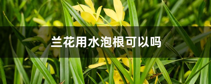 兰花用水泡根可以吗 兰花用水泡根可以吗