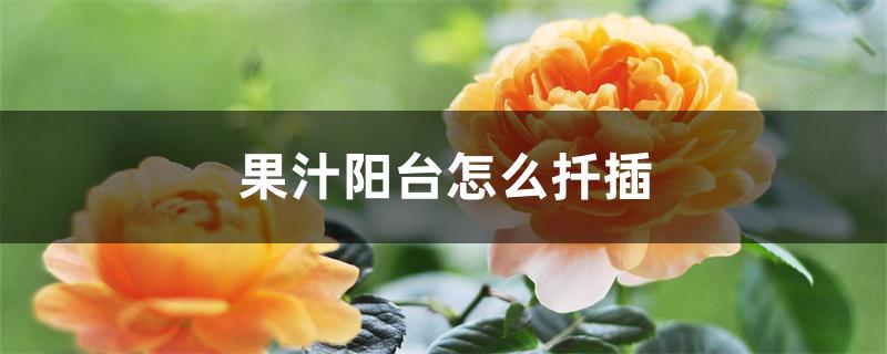 果汁阳台怎么扦插 果汁阳台怎么扦插