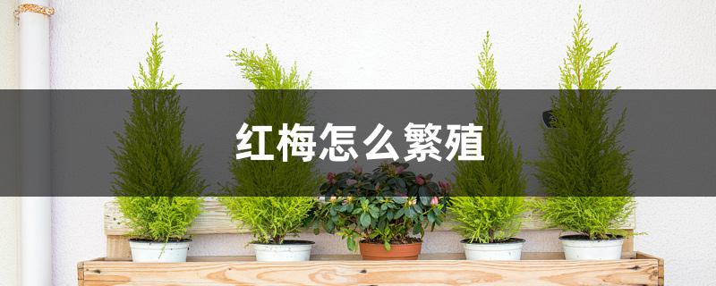 红梅怎么繁殖 红梅怎么繁殖