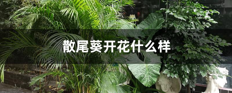 散尾葵开花什么样 散尾葵开花什么样
