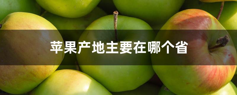 苹果产地主要在哪个省 苹果产地主要在哪个省