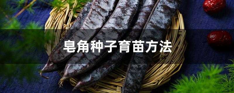 皂角种子育苗方法 皂角种子育苗方法