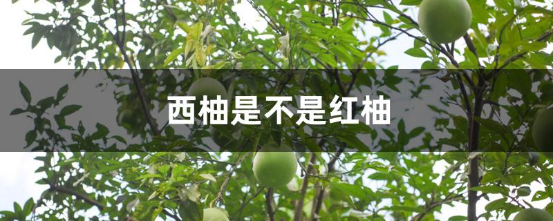 西柚是不是红柚