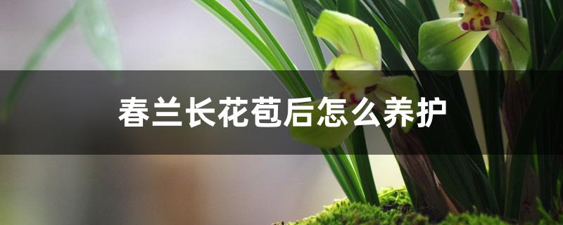 春兰长花苞后怎么养护 春兰长花苞后怎么养护