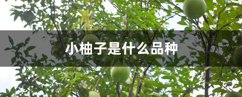 小柚子是什么品种 小柚子是什么品种