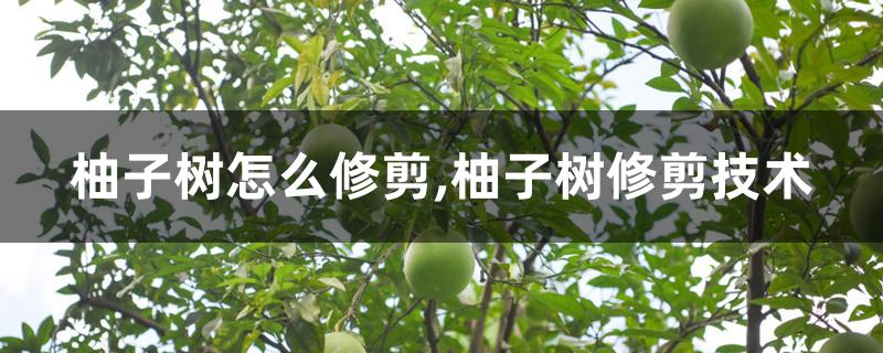 柚子树怎么修剪,柚子树修剪技术 柚子树怎么修剪,柚子树修剪技术