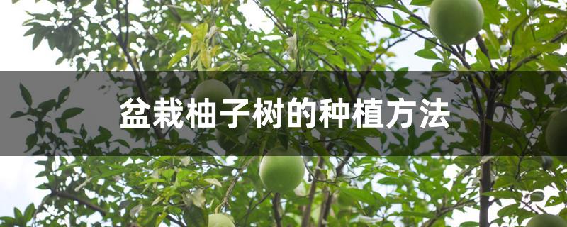 盆栽柚子树的种植方法 盆栽柚子树的种植方法