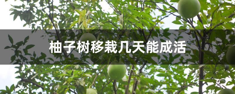 柚子树移栽几天能成活 柚子树移栽几天能成活