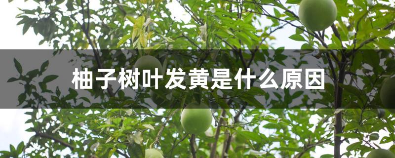 柚子树叶发黄是什么原因 柚子树叶发黄是什么原因