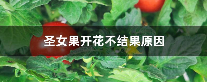 圣女果开花不结果原因 圣女果开花不结果原因