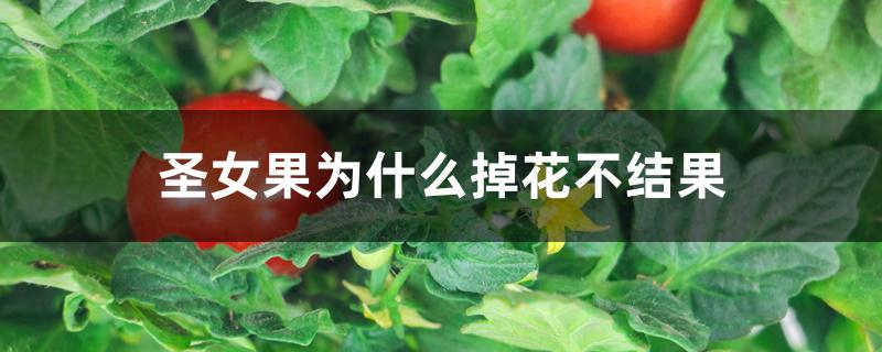 圣女果为什么掉花不结果 圣女果为什么掉花不结果