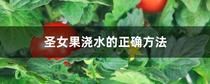 圣女果浇水的正确方法 圣女果浇水的正确方法